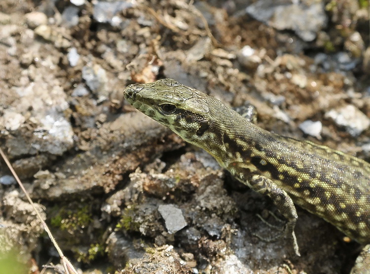 Podarcis tiliguerta - Lucertola tirrenica